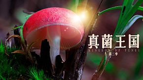 真菌王国第二季